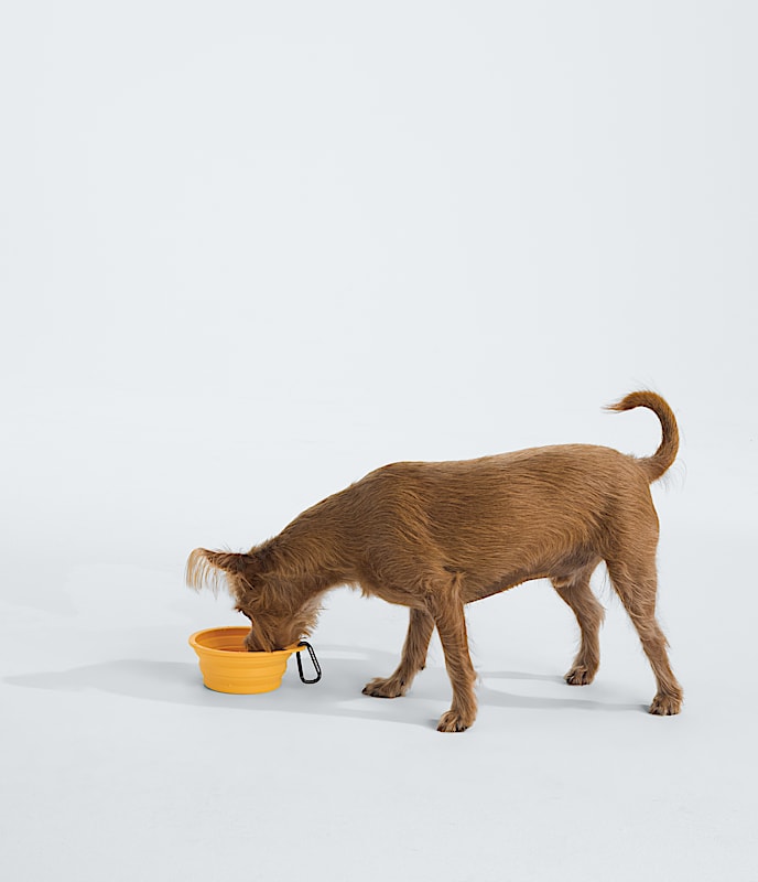 TNF? Collapsible Pet Bowl - Image 2