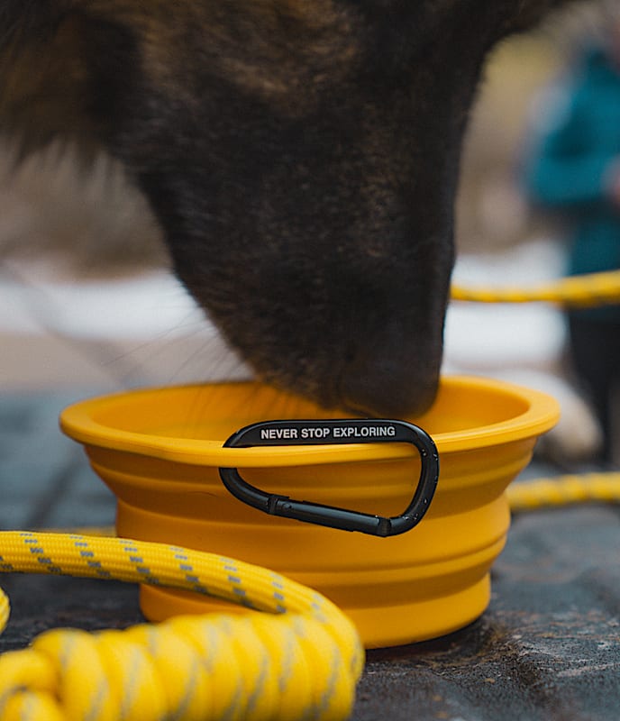 TNF? Collapsible Pet Bowl - Image 6