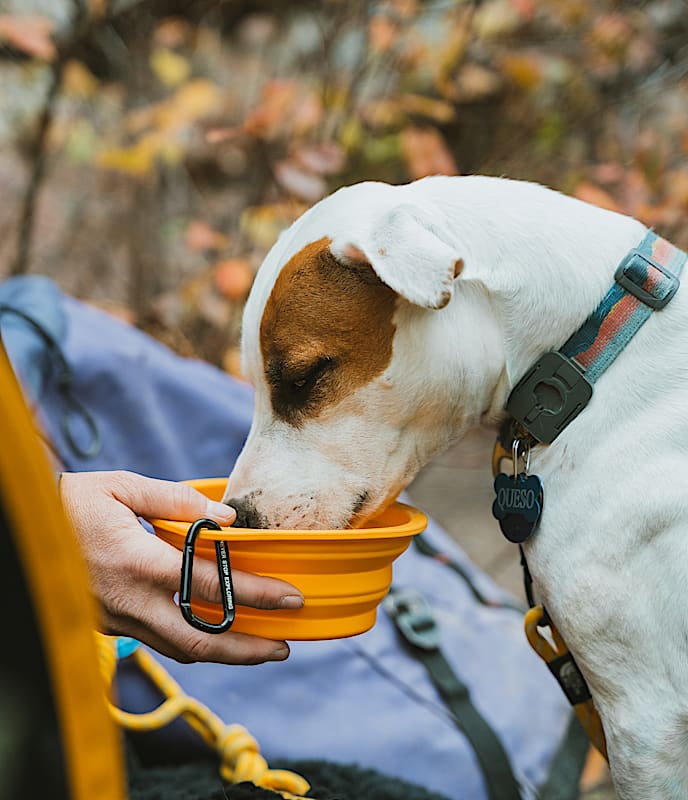 TNF? Collapsible Pet Bowl - Image 5