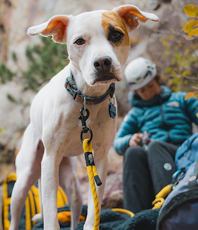TNF? Pet Leash - Image 4